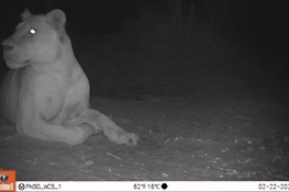 First Lion Seen in National Park After Twenty-Year Absence